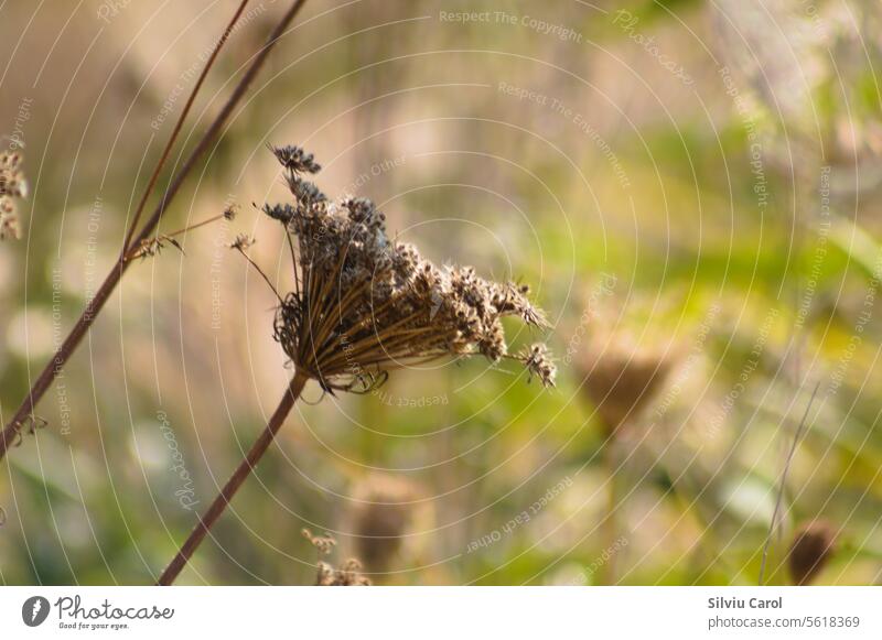 Nahaufnahme von braunen wilden Karottensamen mit grünem unscharfem Hintergrund Pflanze Saison Natur Samen Wildpflanze Herbst Makro natürlich Feld Kräuterbuch