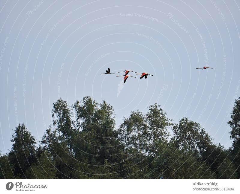 Fliegende Flamingos Flammingo fliegen Himmel Vogel Vögel Freiheit Natur Außenaufnahme Wildtier Vogelflug Tiergruppe Zugvogel frei Farbfoto Umwelt natürlich Luft