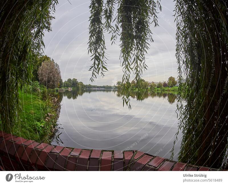 Blick durch eine Weide auf den See Baum Mauer Wasser Wolkig Spiegelungen Natur Landschaft ruhig Himmel Seeufer Menschenleer Außenaufnahme Reflexion & Spiegelung