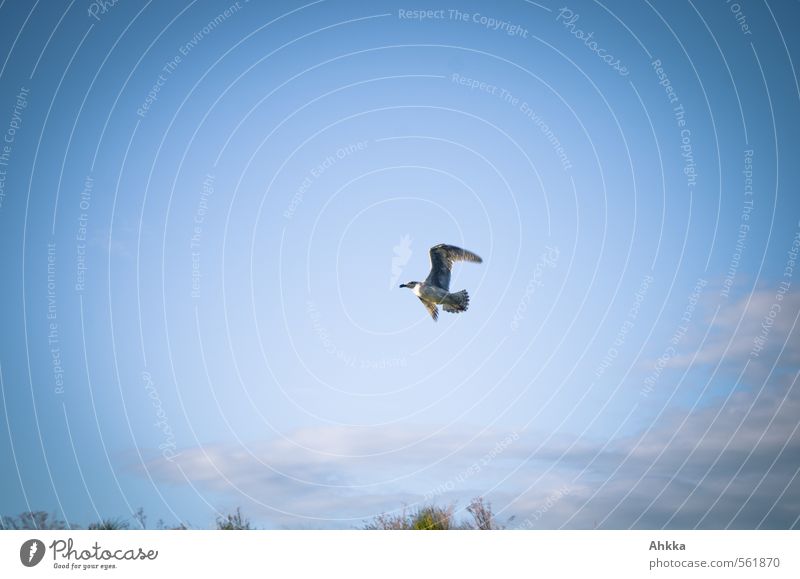 Möwe Natur Himmel Schönes Wetter Wildtier 1 Tier atmen Brunft rennen Bewegung Erholung fliegen blau Gefühle Stimmung Freude Glück Fröhlichkeit Frühlingsgefühle