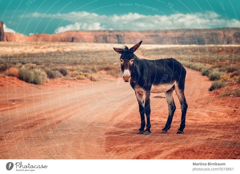 Ein niedlicher Esel in der weiten Landschaft von Arizona Tier Tierwelt wüst im Freien wild Natur Säugetier Vereinigte Staaten Tourismus pferdeähnlich Wildpferd