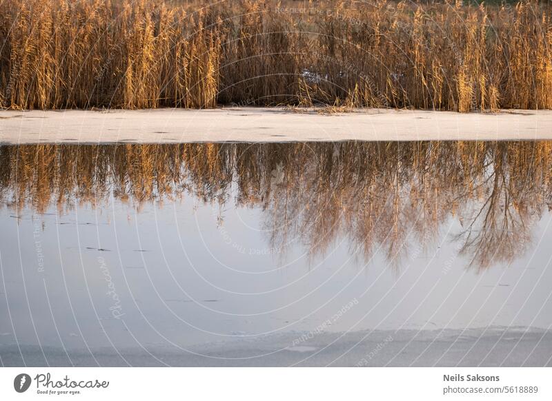 Schilfreflexion, erstes Eis, Frühwinter, Sonnenaufgangslicht, Fluss Hintergrund Brücke kalt Frost Jelgava See Landschaft Licht Morgen Natur im Freien Schilfrohr