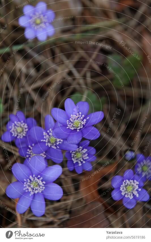 Fotografie, erste Frühlingsblumen, wilder Wald, Anemone hepatica, Blume, Frühling, Natur, Hintergrund, Nahaufnahme, leerer Raum, Pflanze, Frühlingszeit