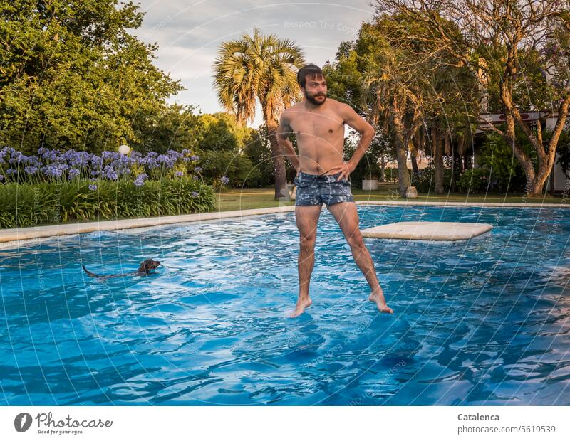 Über Wasser gehen können baden Pool Schwimmen & Baden Sommer Schwimmbad Erfrischung schwimmen Swimmingpool nass Erholung Hund Dackel Palmen junger Mann Badehose