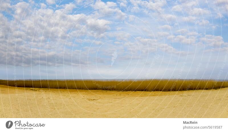 Reetgras architektur Hintergründe bambus Gras holz hölzern Hütte Gewächs Himmel kulisse Meer Nordsee sehen Blatt Natur natürlich Panorama reet Ried Stroh