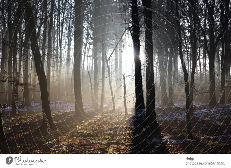 Wintersonne im Wald Winterstimmung Sonnenlicht Sonnenstrahlen Bäume kahl Schnee Licht Schatten Natur Landschaft Menschenleer Außenaufnahme kalt Baum Farbfoto