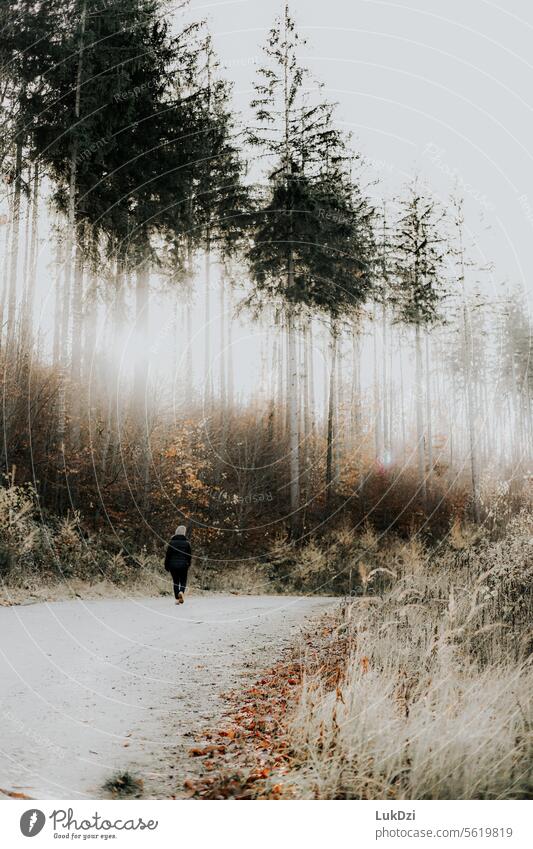 Eine Person, die durch einen Herbstwald geht Herbstwetter herbstlich im Freien Außenaufnahme Außenaufnahmen mehr Erwachsene nur eine Person Wanderung Wanderer