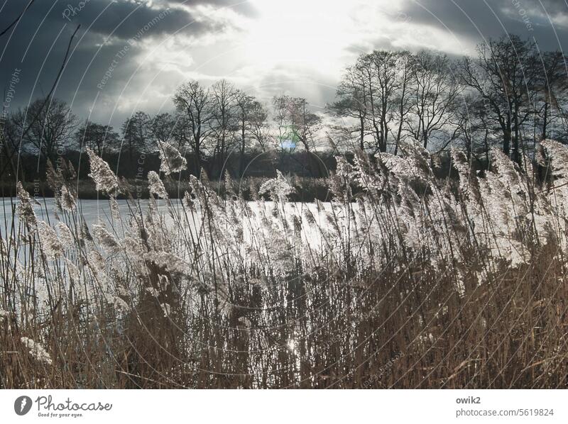 Binsenweisheit Röhricht Pflanze Biotop Außenaufnahme Schilfrohr Natur Umwelt Seeufer Teich Himmel Wolken Sonne Sonnenlicht Gegenlicht Farbfoto Gedeckte Farben