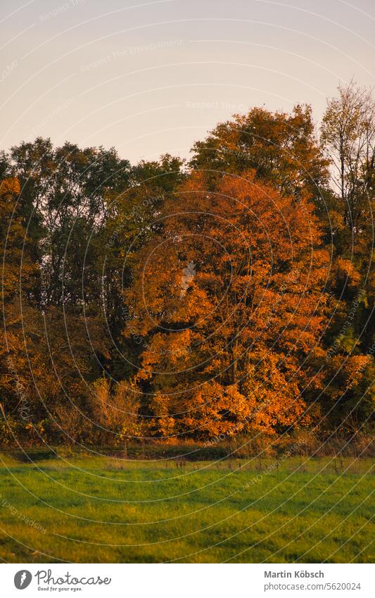 Bunte Herbstblätter an den Bäumen. Herbst im Sonnenschein. Landschaft Schuss Natur Sonnenlicht Herbstlaub Blätter Flora Botanik rot gold Baum Waldsee