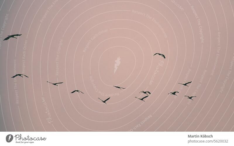 Kranichgruppe am Himmel in V-Formation. Zugvögel auf ihrer Rückreise Zugvogel Zingst Natur Wildnis Ostsee Fliege Vogel beobachten Herbst Sonne Cloud Süden