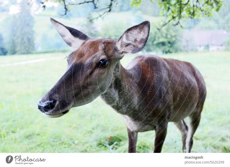 Nahaufnahme eines Rehs im Schwarzwald Ricke Tier Natur Wildtier Außenaufnahme Farbfoto Tierporträt Menschenleer Umwelt Wald Schwache Tiefenschärfe Jagd Fell