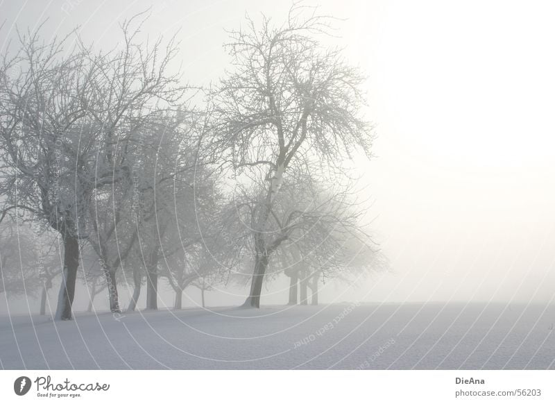 Morning has broken (2) Winter März Baum Schneedecke kalt weiß Morgen Hoffnung Nebel Hütte Sonne fog march trees snow white cold