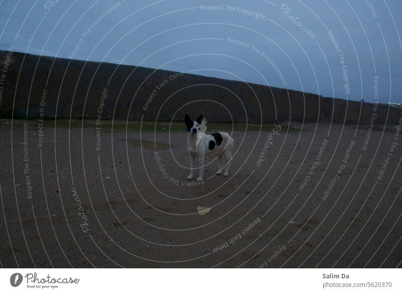 Einzigartige und seltene Hunderasse einzigartig Hündchen züchten Blaue Stunde allein einsam Tier Haustier Außenaufnahme im Freien Reinrassig Rassehund