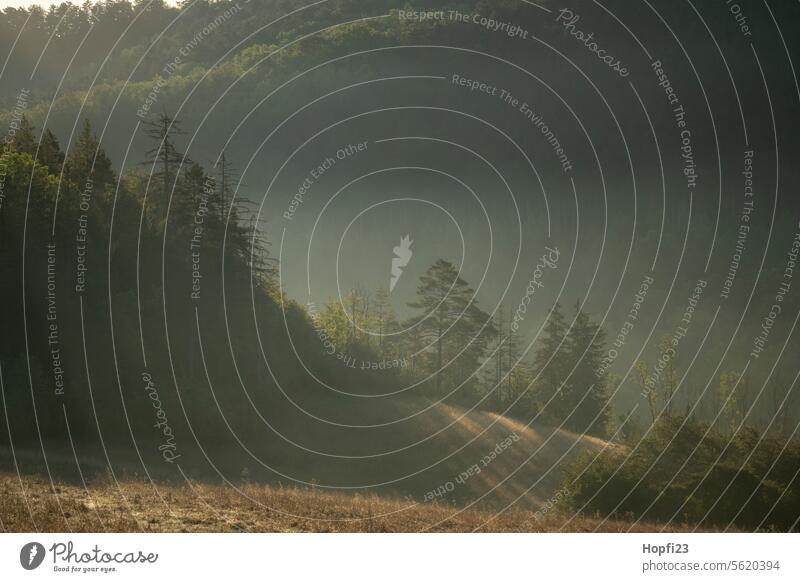 Wald im morgendlichen Licht Natur Baum Landschaft Umwelt Menschenleer Bäume Sonnenlicht Außenaufnahme Farbfoto natürlich grün Tag ruhig Schönes Wetter Pflanze