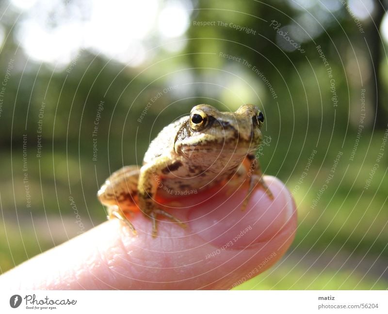 Frosch oder König Sommer Natur Makroaufnahme