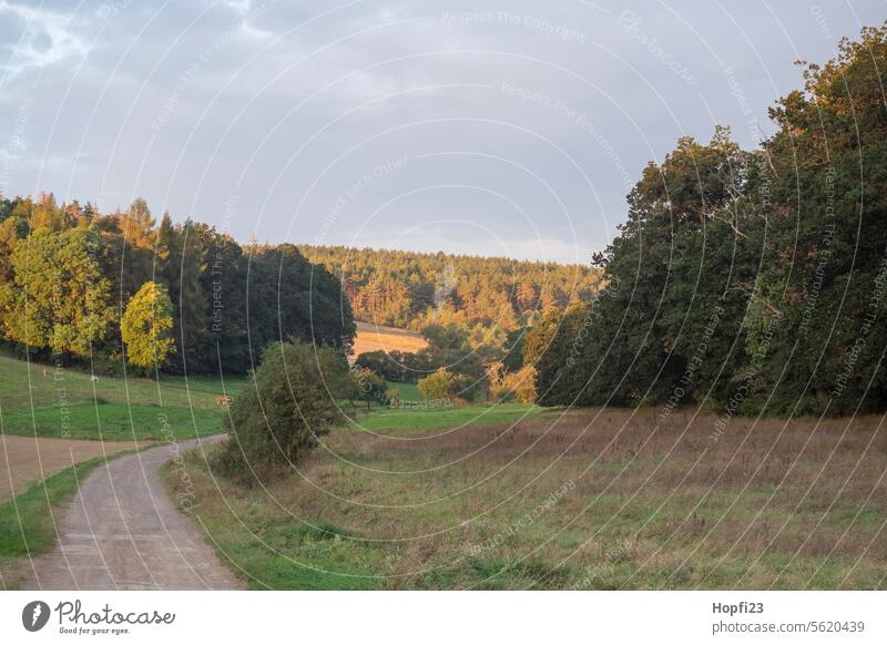 Wald in der Morgensonne Natur Baum Landschaft Außenaufnahme Menschenleer Farbfoto Umwelt Tag Pflanze natürlich grün Licht Schönes Wetter Sonnenlicht Schatten