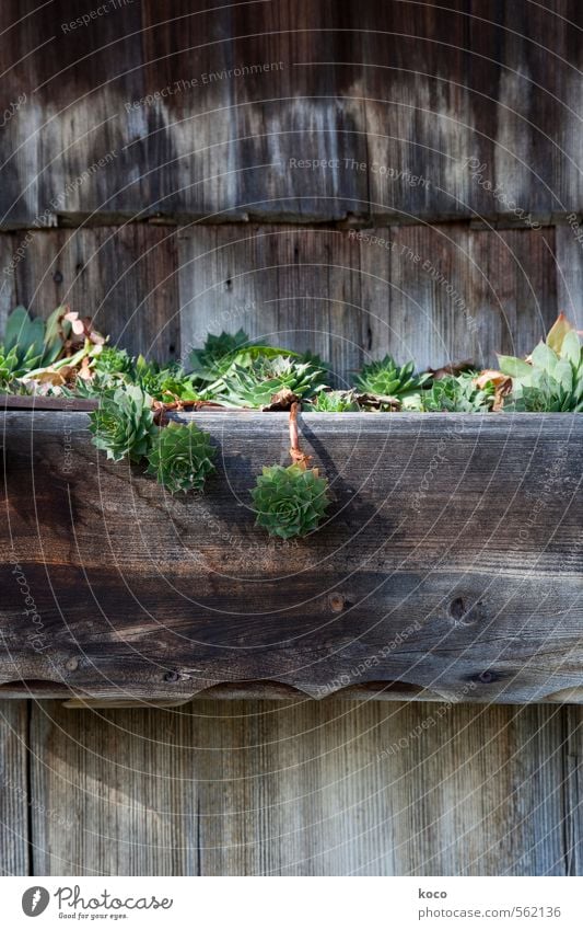 grünzeug. Natur Pflanze Frühling Sommer Schönes Wetter Blatt Grünpflanze Fetthenne Sukkulenten Hütte Mauer Wand Balkon Kasten Blumenkasten Holz Wachstum alt