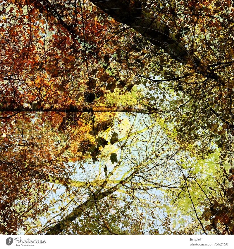 abschied Natur Herbst Baum Wald genießen wandern einfach blau braun gelb gold grün achtsam Gelassenheit geduldig Zufriedenheit Hoffnung Zukunft Blatt