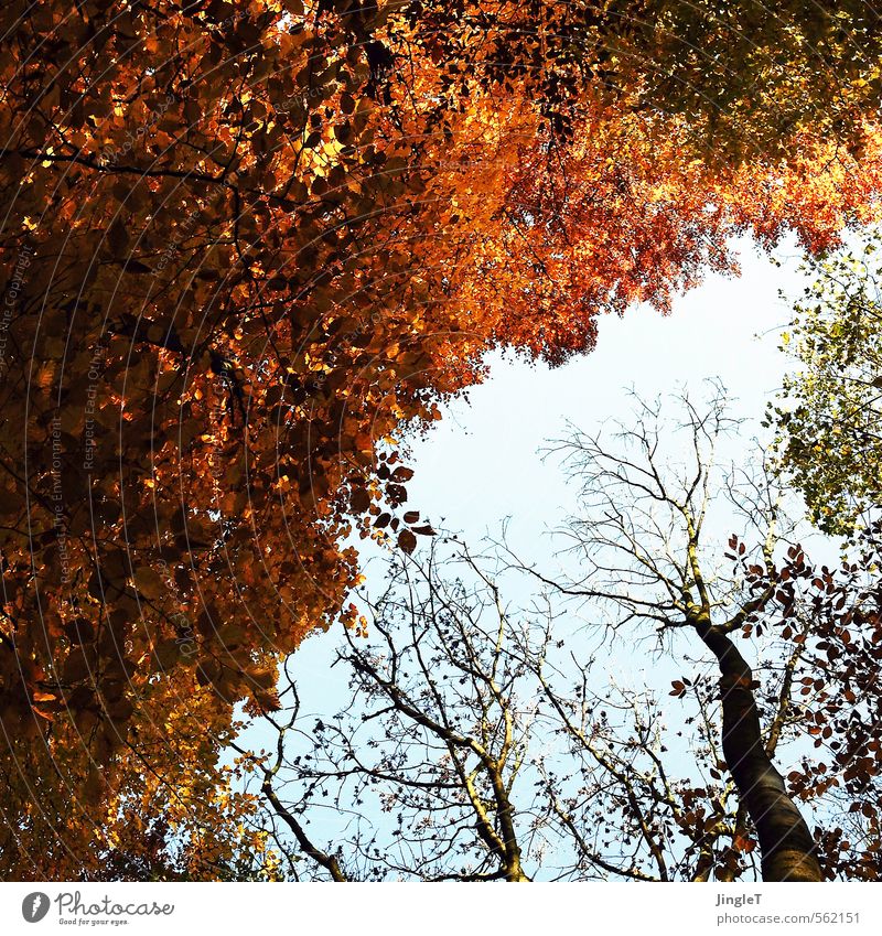 goldener schnitt Umwelt Natur Pflanze Himmel Herbst Baum Blatt Baumkrone Wald atmen genießen Freundlichkeit blau braun gelb grün rot schwarz Zufriedenheit Glück