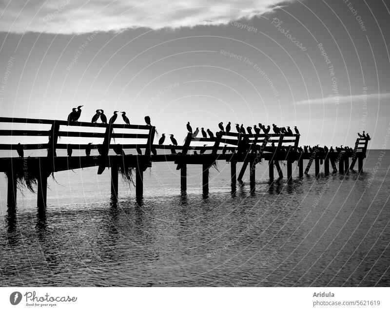 Kormorane auf einem alten Steg an der Ostsee s/w Meer Vogel Vögel Kormorankolonie Naturschutz Vogelschutz Wasser Wolken Himmel Wildtier Küste Tier Ornithology