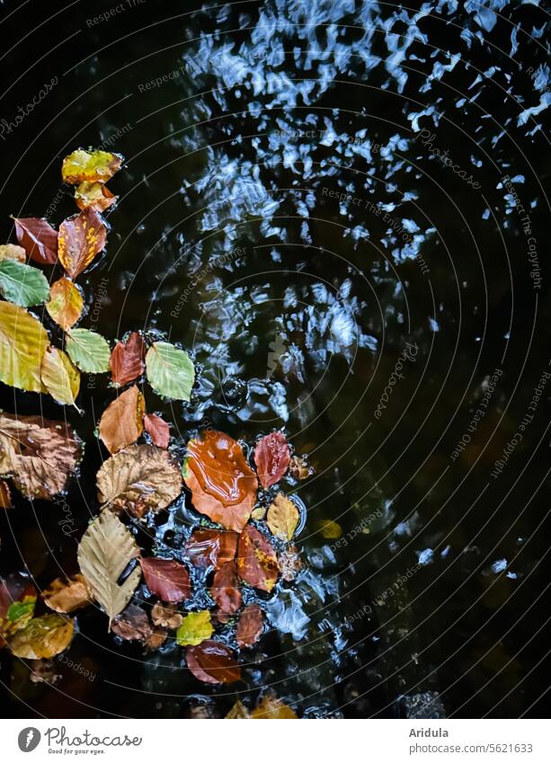 Bunte Herbstblätter in Wasser mit Baumspiegelung Blätter Herbstfärbung herbstlich Herbstlaub Herbststimmung Spiegelung Wasseroberfläche Wellen Äste Zweige