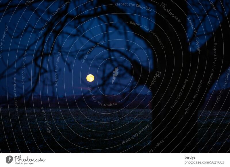 Vollmond am Nachthimmel durch die Silhouette eines Baumes Vollmondnacht Mondschein Stimmung leuchten Winter
