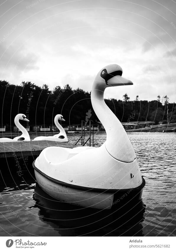 Tretbootschwäne auf einem Badesee s/w Schwan See Boot Wasser Freizeit & Hobby Sommerurlaub Wasserfahrzeug Wasseroberfläche Erholung