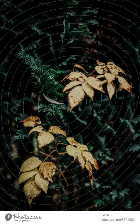 Nahaufnahme von Herbstblättern gold farbenfroh Farbe Blätter Außenaufnahme Natur gelb rot Blatt abstrakt Hintergrund fallen orange Wald Park Tapete hell Oktober