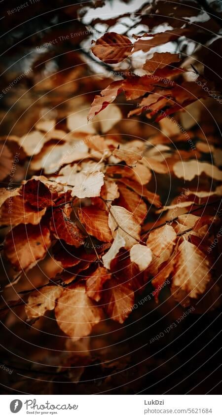 Nahaufnahme von Herbstblättern gold farbenfroh Farbe Blätter Außenaufnahme Natur gelb rot Blatt abstrakt Hintergrund fallen orange Wald Park Tapete hell Oktober