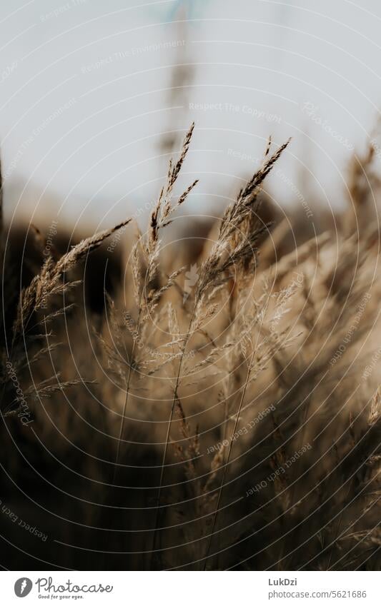 Abstraktes verschwommenes herbstliches Gras Bokeh Natur Unschärfe schön Bokeh Hintergrund Halm November Oktober Herbst Nahaufnahme Landschaft Stimmung