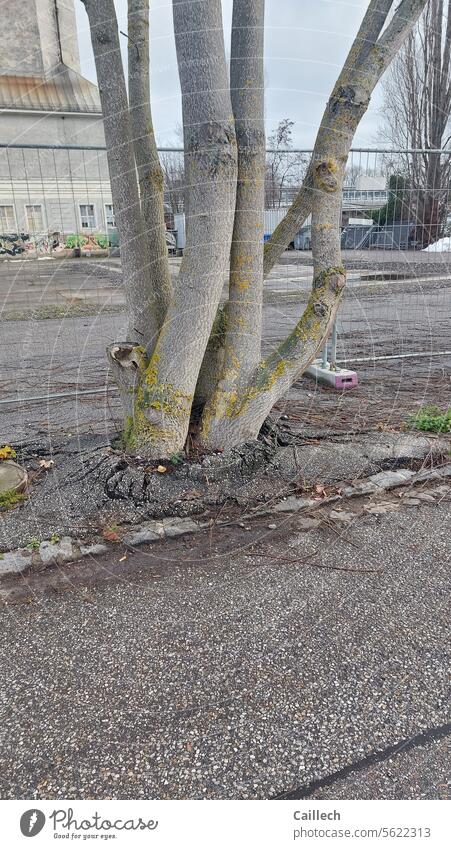 Baum bricht Widerstand Asphalt Schaden Lebenswille Kampfgeist Ausdauer Mut Zerstörung Kraft Wille Natur Freiheit Farbfoto Außenaufnahme Menschenleer Tag