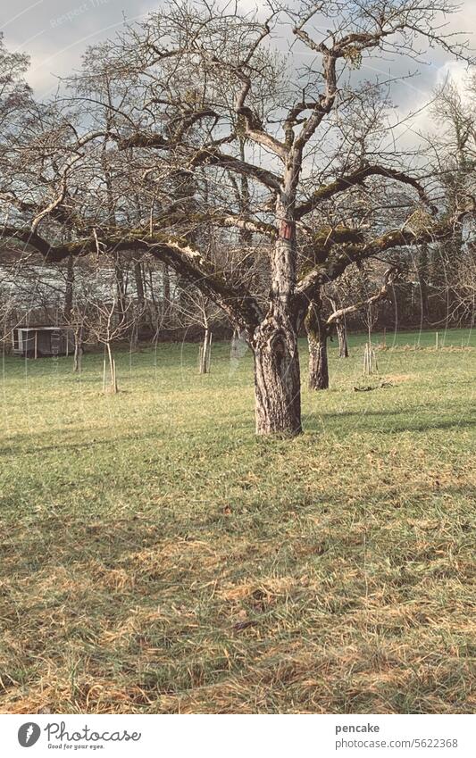 wohngemeinschaft „jung und alt“ Baum Obstbaum Apfelbaum Streuobstwiese traditionell natürlich Frühling Wiese Landschaft Natur gesund Bodenseeregion Start Beginn