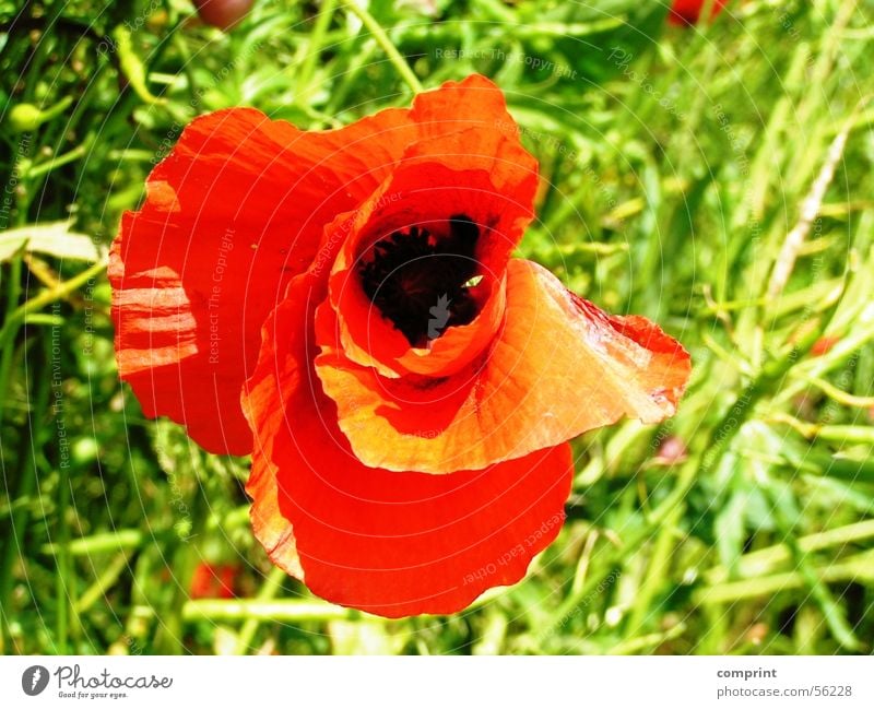 Mohnblüte Wiese Blume Blüte Sommer Klatschmohn Detailaufnahme Sonne