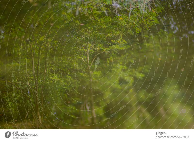 Wald im Wasser - Spiegelung grün gespiegelt Reflexion & Spiegelung Außenaufnahme Natur Menschenleer See Seeufer Idylle ruhig Wasseroberfläche friedlich Ruhe