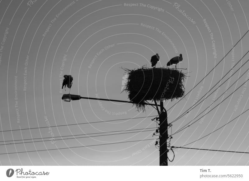 Storchennest s/w Laterne Dorf Außenaufnahme Menschenleer Tag Schwarzweißfoto b/w b&w ruhig