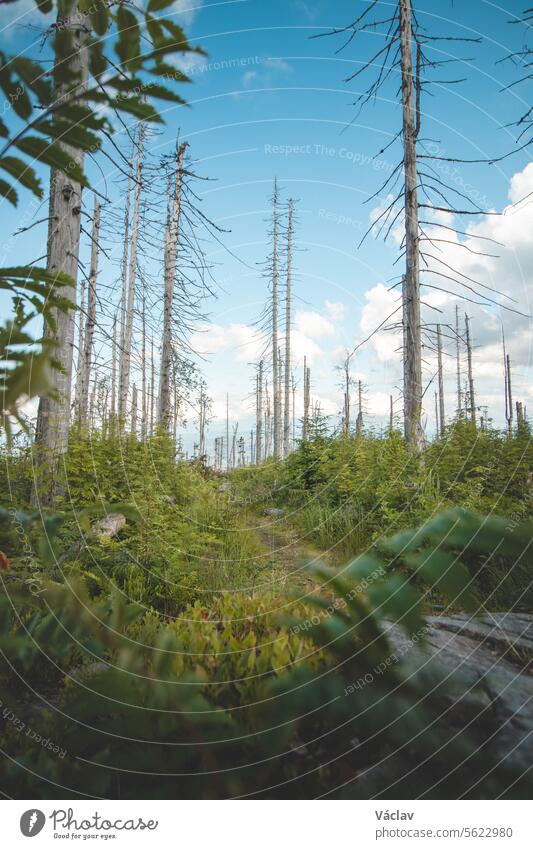 Waldweg durch Nadelbäume bei Sonnenschein in den Beskiden, Tschechische Republik beskidete Berge außerhalb bunt beskydische Berge erkunden Tschechien Freiheit