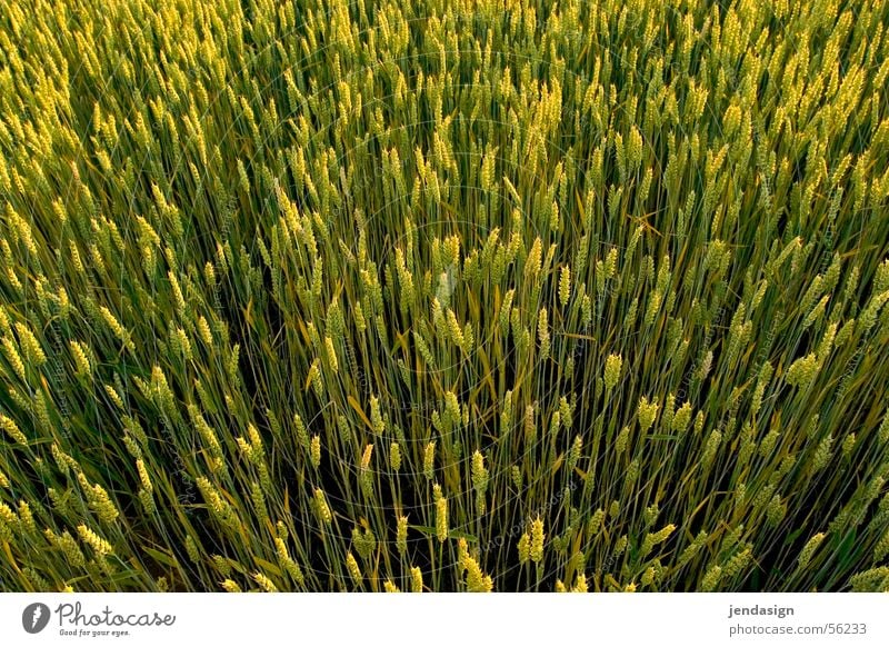 Kornfeld Frühling Weitwinkel Reifezeit Muster Aussicht Wachstum Sonne Leben prall