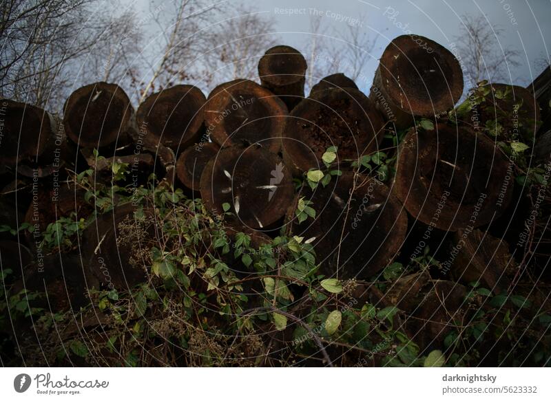 Baum Stämme liegen im Wald Stapel Bromberen Stäucher Forst Kalamität Käferholz Jahresringe Hoher barun grün Himmel Holz Baumstamm Forstwirtschaft Umwelt