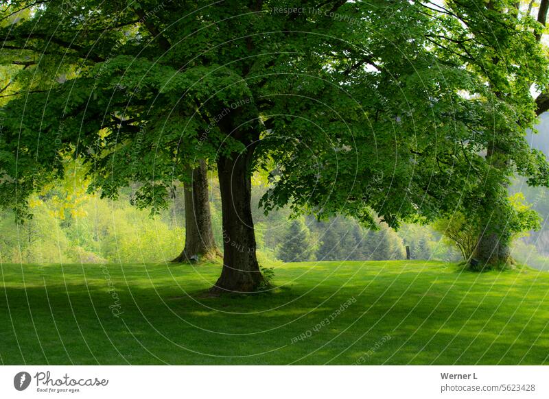 Baumidylle Wiese grün Grünfläche Natur Naturerlebnis Blätter Blatt Baumstamm Wald Licht Tag Landschaft Umwelt Bäume Außenaufnahme Sommer