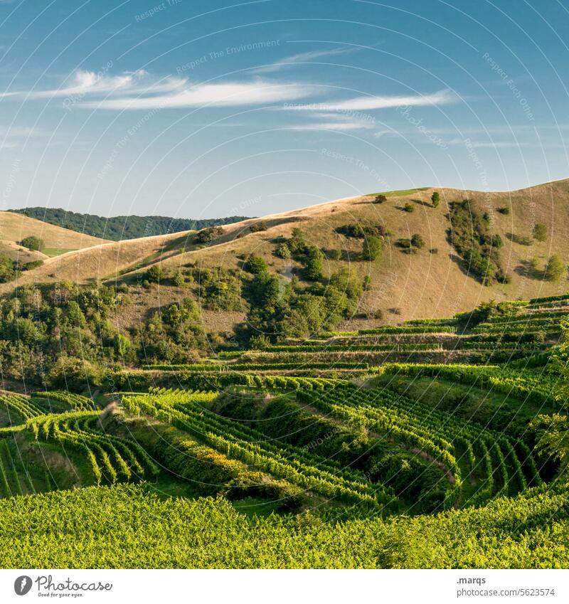 Kaiserstuhl Weinrebe Idylle Ausflug Weinbau Weinberg Tourismus Himmel Landschaft Schönes Wetter Sommer Hügel Erholung Natur weich Gras Weinbaugebiet natürlich