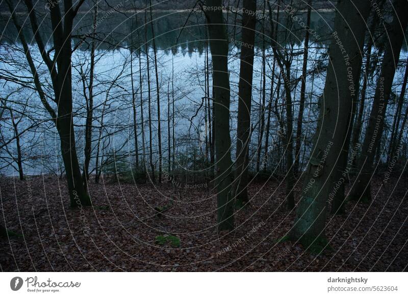 Waldrand an einem See zur Winterzeit Wasser Weihnachten Jahreszeitliches Januar Dezember Foto Buchen aub trist Tristesse Ruhe Stille Trauer Erholung Motiv