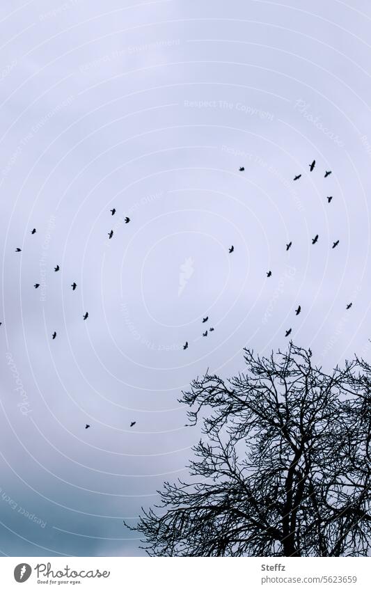 Vögel fliegen am Winterhimmel Vogelflug Vögel am Himmel Schwarm Freiheit Vogelschwarm Vogelzug grauer Himmel Wintertag blattlos Luft grauer Wintertag