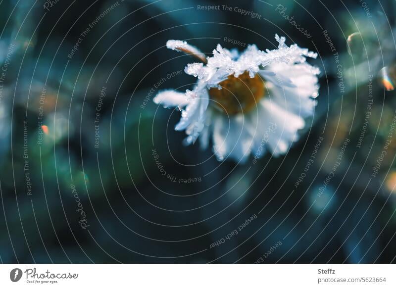 Gänseblümchen bedeckt mit Raureif Raureif bedeckt frostig Frost Bodenfrost Kälte Spätblüher Winterkälte Blume gefrorene Blume Wetter Klima kalt frostbedeckt