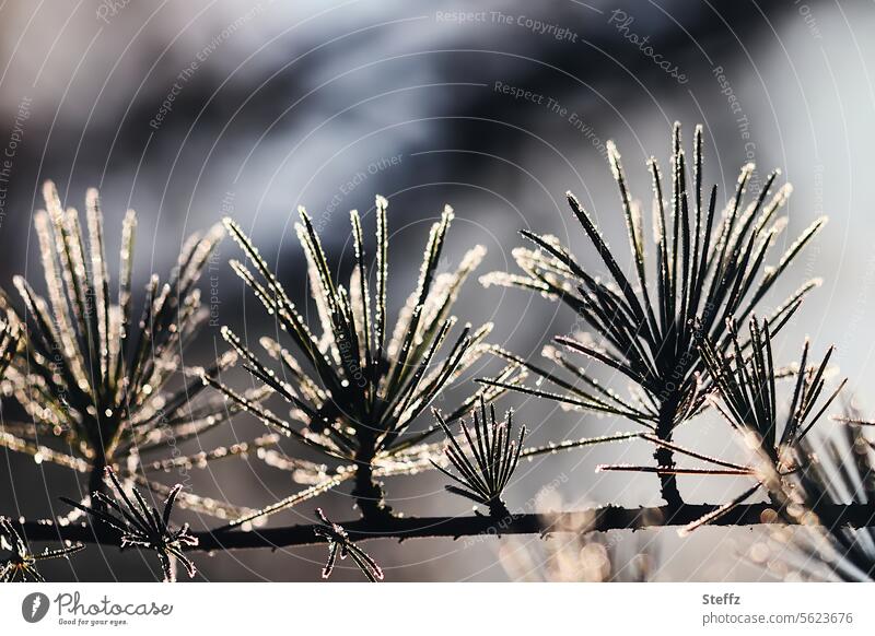 Lärchenzweig am frostigen Tag Raureif Raureif bedeckt Kälte Frost Frostgefühl Nadelbaumzweig Raureifkristalle Eis eisig frieren kalt grau dunkelgrün gefroren