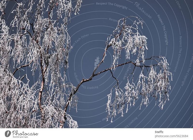 winterliche Birke Raureif Raufrost Frost frostig Kälte Winterkälte Frostgefühl frieren kalt weiß Raureif bedeckt vereist eisig gefroren Winterfrost