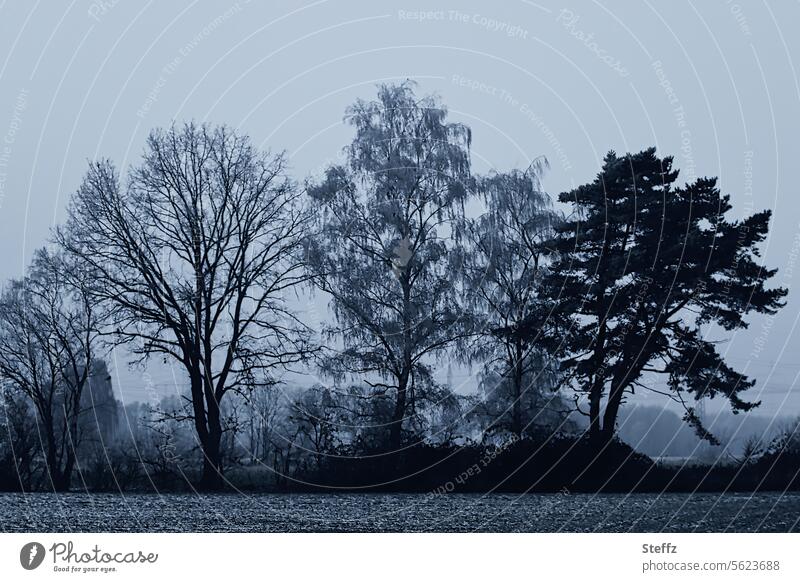 Baumreihe an einem dunklen Wintertag dunkler Wintertag dunkles Licht Dunkelfärbung kalt düster bläulich Winterlandschaft Bäume Winterbäume dunkel winterlich