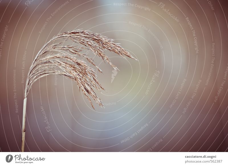 Westwind Natur Pflanze Herbst Schönes Wetter Gras Park einfach Freundlichkeit natürlich Neugier schön braun orange Gefühle Zufriedenheit Lebensfreude Optimismus