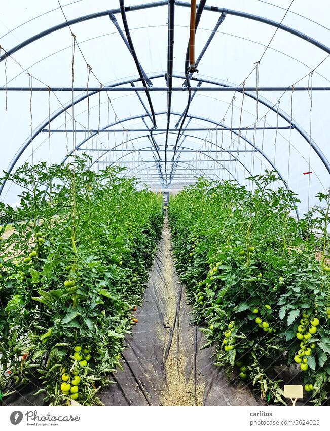 Nachtschattengewächse bei Tageslicht .....  verrückte Welt Tomate Solanaceae Gewächshaus Bogen Bogenförmig Folie Foliengewächshaus Zentralperspektive