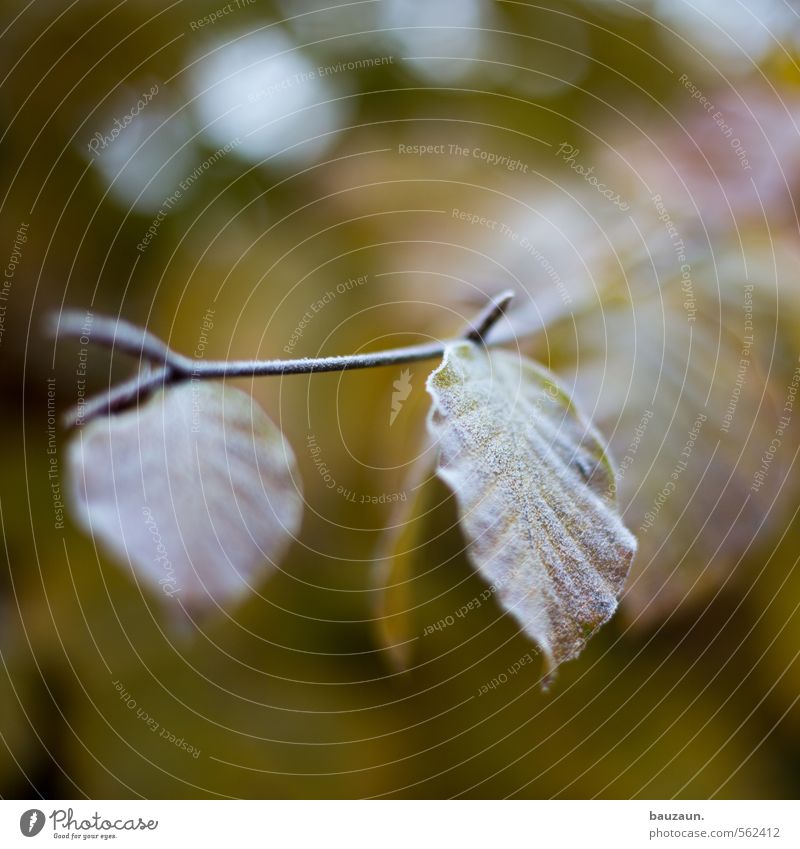 frostig. Winter Gartenarbeit Eis Frost Pflanze Baum Sträucher Blatt Holz Linie beobachten frieren kalt braun gelb grün ästhetisch Klima Stimmung Umwelt Farbfoto