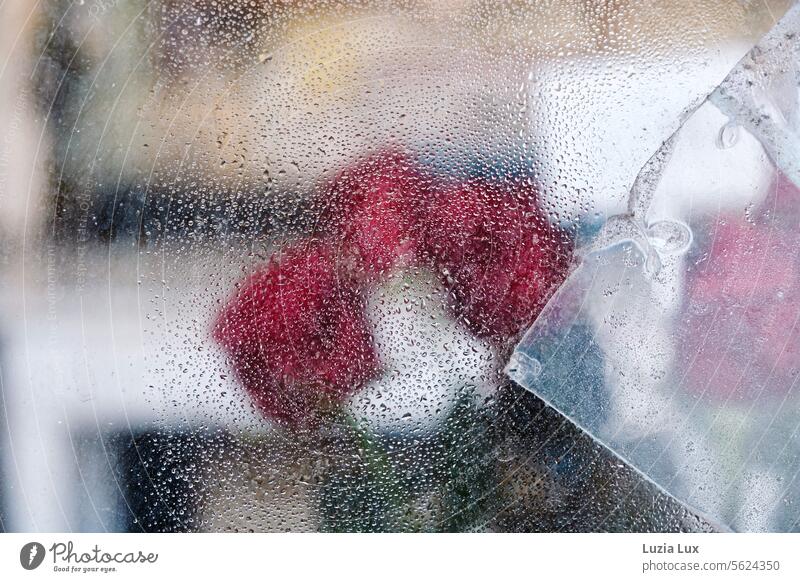 Rote Rosen hinter einer geflickten Fensterscheibe voller Regentropfen rote Rosen rosenrot romantisch Blume Wetter urban natürlich unbezähmbar Blumen